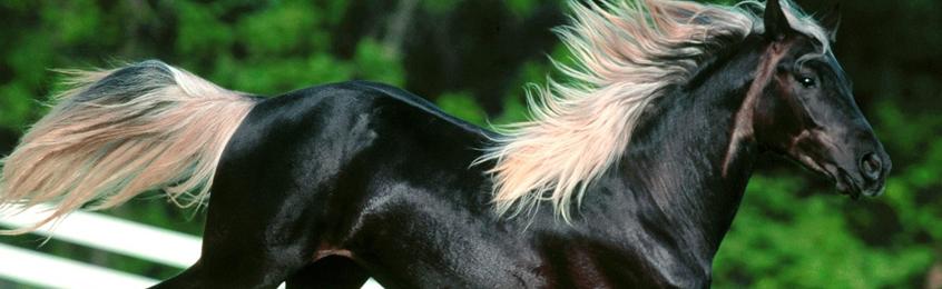 Horse Voorbeeldfoto